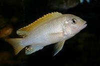 Labidochromis perlmutt_M (14)