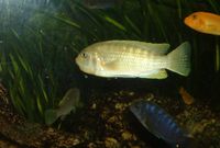 Labidochromis perlmutt_W (2)