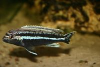Melanochromis auratus M (3)