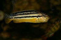Melanochromis auratus W